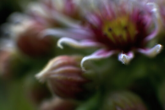 Bl&uuml;te des Hauswurz
