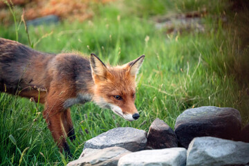 Red fox, vulpes vulpes, are checking out burned out bonfire and looking for food in urban area.