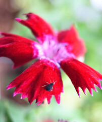 Blattlaus auf Nelken-Blüte