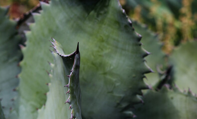 Close up textures on an Agave succulence plant. Agave shawii