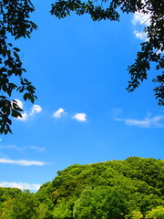 夏の森と梢と青空