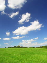 秋の草原と林風景