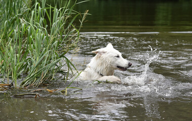 photo of a white Swiss shepherd dog swimming in a small river