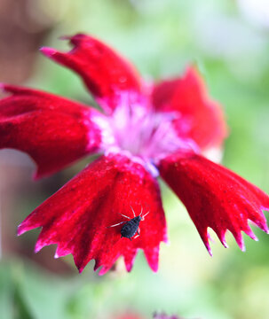Blattlaus auf Nelken-Bl&uuml;te