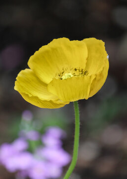 Yellow Poppy on dark background - Meconopsis cambrica - Welsh poppy