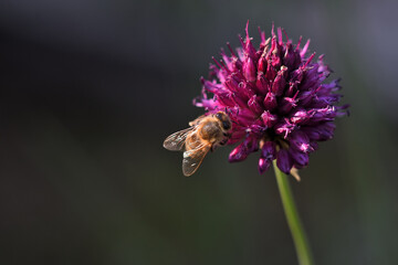 Biene auf Zwiebel-Blüte