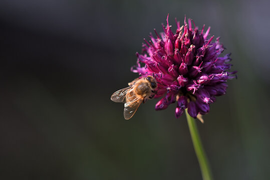 Biene auf Zwiebel-Bl&uuml;te