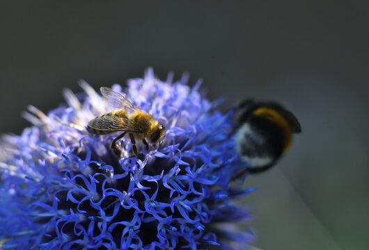 Biene auf Distel