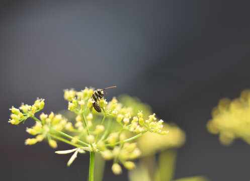 Wildbiene auf Petersilien Bl&uuml;te