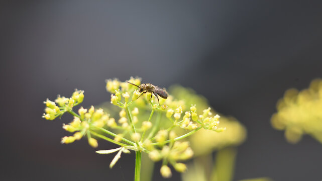 Wildbiene auf Petersilien Bl&uuml;te