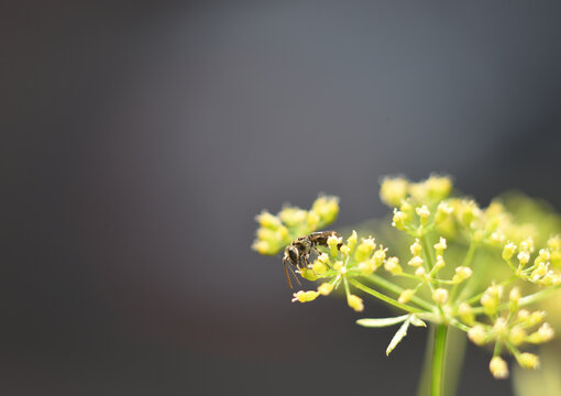 Wildbiene auf Petersilien Bl&uuml;te