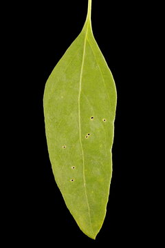 Common Orache (Atriplex patula). Leaf Closeup