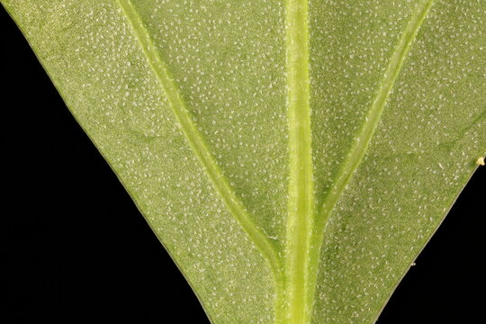 Common Orache (Atriplex patula). Leaf Detail Closeup