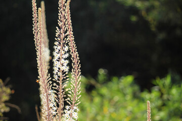 Close up of a Chazav, Israel