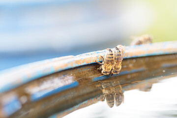 Bees on a barrel of water, drinking water. Selective autofocus.