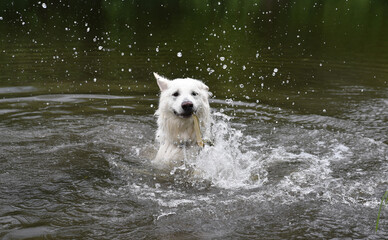 photo of a white Swiss shepherd dog swimming in a small river