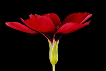 Crimson Flax (Linum grandiflorum). Flower Closeup