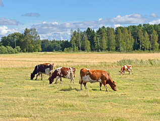 Herd of Finnish Ayrshire cows graze on pasture at edge of forest. Aland Islands