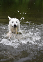photo of a white Swiss shepherd dog swimming in a small river