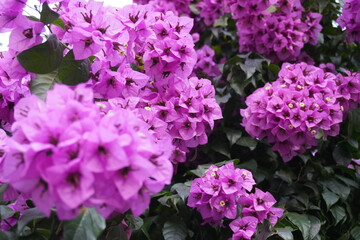 pink hydrangea flowers