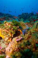 Mooray eel in Marseille