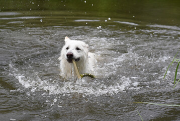 photo of a white Swiss shepherd dog swimming in a small river