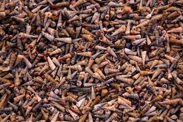 Many shells together