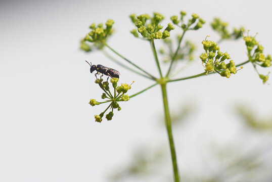 Wildbiene auf Petersilien Bl&uuml;te