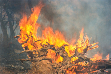 fire in the forest