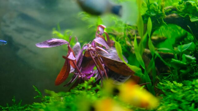 小魚を引き立てるレッドグラスの水草