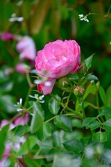Beautiful pink rose in full bloom