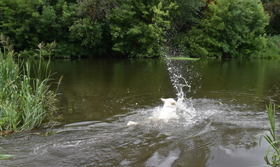 photo of a white Swiss shepherd dog swimming in a small river