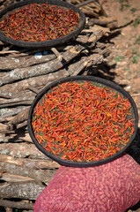 Fresh red chili peppers drying in the sun