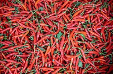 Fototapeta premium pile of red chili peppers