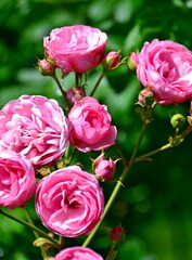 Fototapeta premium Bush of pink beautiful roses