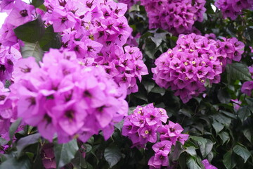 pink flowers in the garden