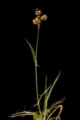 Field Woodrush (Luzula campestris). Habit