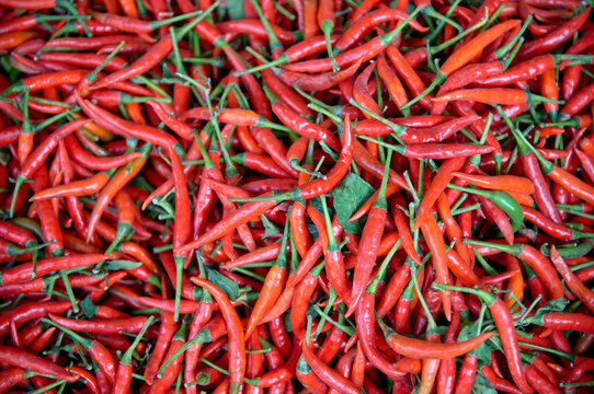 pile of red chili peppers © Jan Zoetekouw