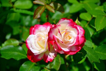Two  beautiful roses in the garden