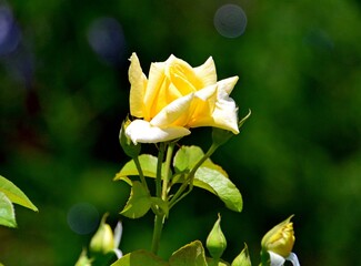 Yellow rose in bright sunlight