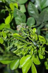 close up of green leaves