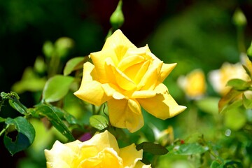 Bright yellow rose in the garden