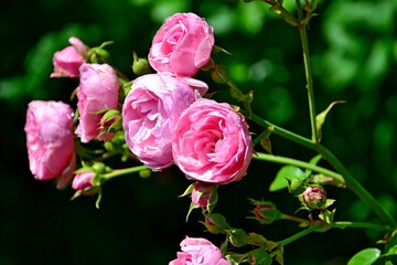 A branch of pink roses on a summer day