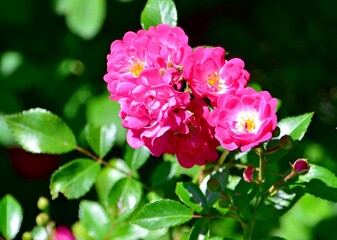 Bush with blooming pink roses