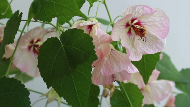 Beautiful flowers of abutilon with white and pink petals on a background of green leaves close-up on a light background.