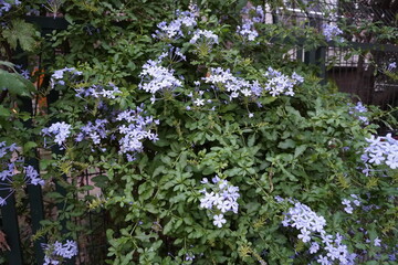 Obraz premium flowers in the garden
