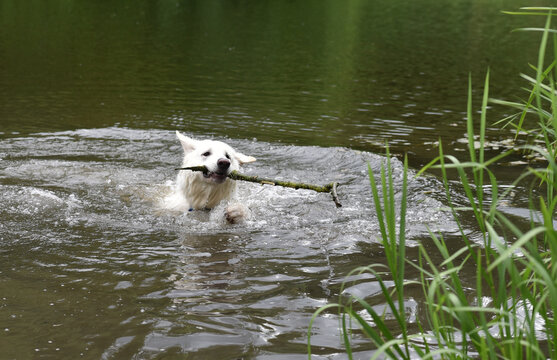 photo of a white Swiss shepherd dog swimming in a small river