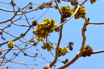 Sterculia urens Kule, yields tragacanth, gum karaya, deciduous wild tree with young capsules. Leaves angular.