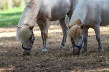 Two shetland ponies grazing in the park. Inner West, Sydney