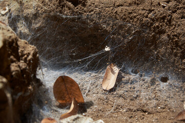 Spider web on the ground  in the vace